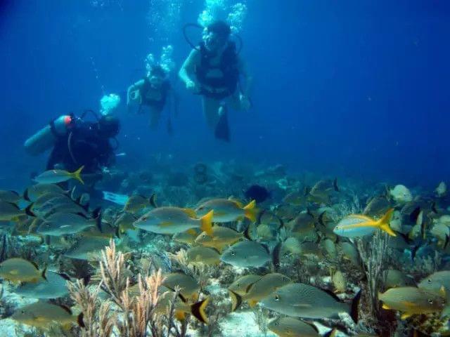 救助第21天，短肢领航鲸“海棠”已适应户外池
